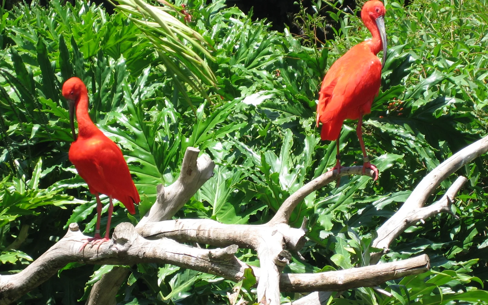 A scarlet ibis with bright red plumage in the Amazon Aviary at the Santa Ana Zoo.